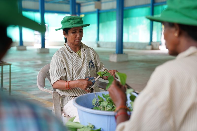 A seated woman in a green brimmed hat trims leafy green stems with scissors over a blue tub, beneath a roofed space with blue pillars.