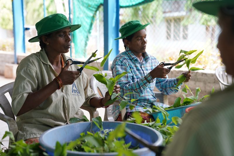 Two women in green hats sit cutting leafy stems with scissors, blue tubs of green cuttings in front of them and a green mesh screen behind.