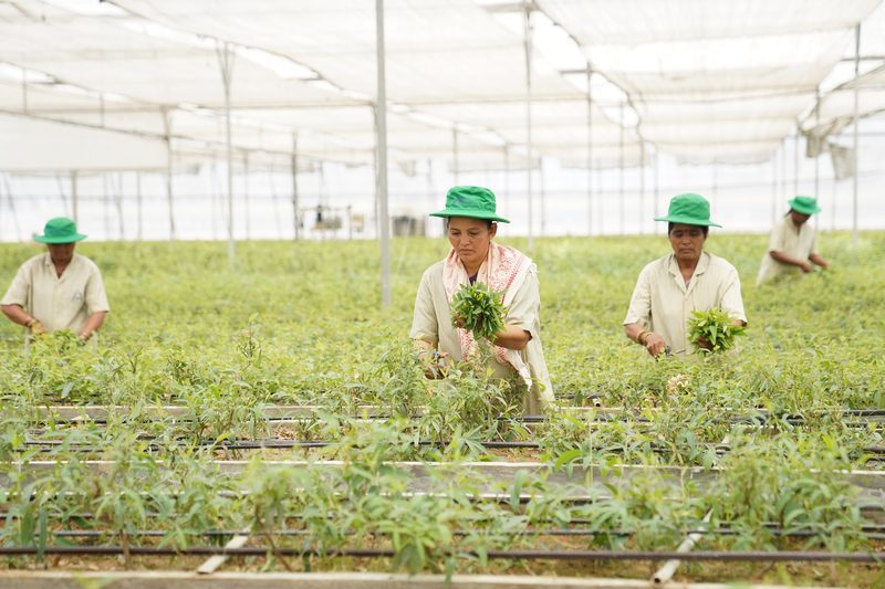 Four people in green hats and pale shirts stand among rows of low green plants beneath a bright translucent mesh roof, two holding bunches of leafy cuttings