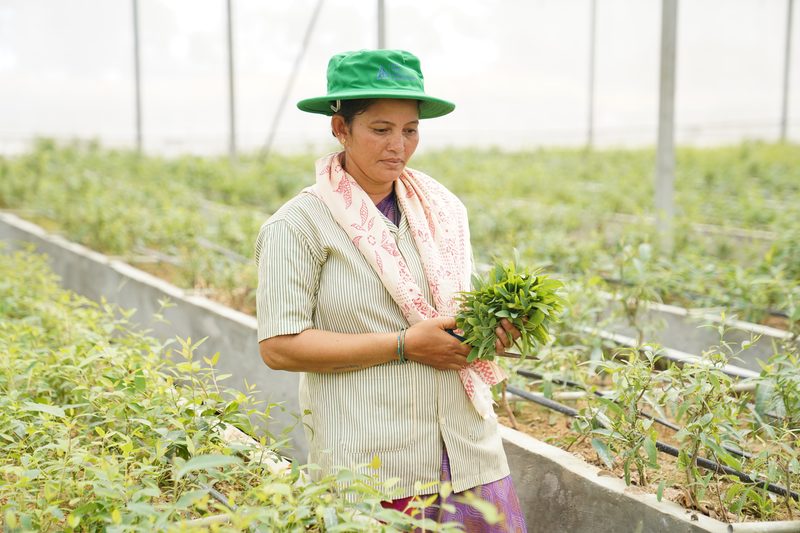 A woman in a green hat and patterned scarf stands among rows of small green plants, looking down at a bunch of leafy cuttings in her hands.