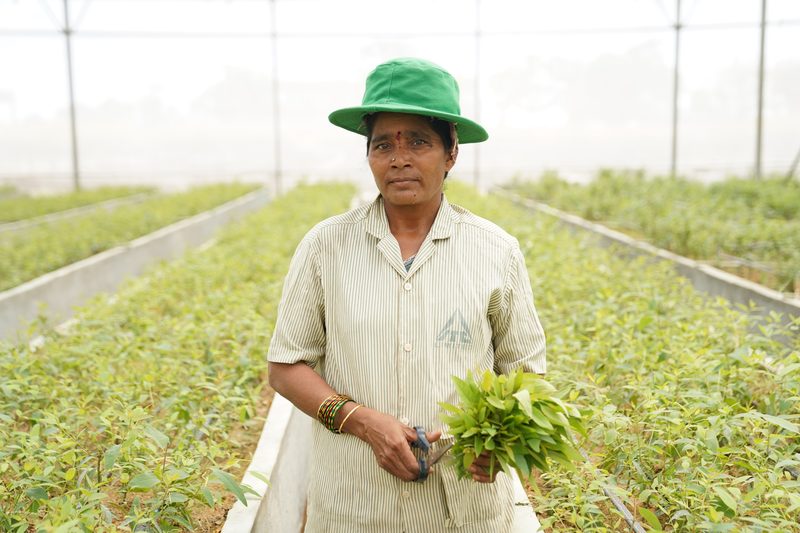 A woman in a green hat and striped shirt stands between rows of young plants under a mesh roof, holding a bunch of leafy cuttings and small secateurs.