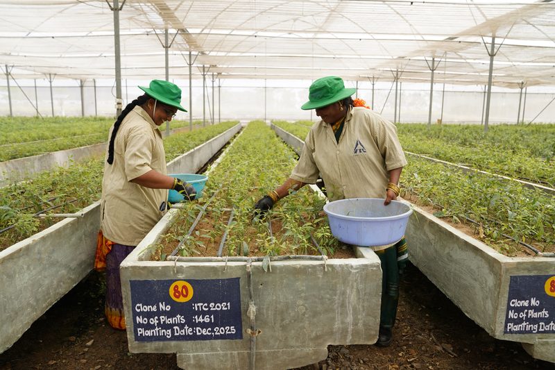 Two women in green hats lean over a raised concrete bed of young plants, each holding a plastic basin, beneath a white mesh roof.