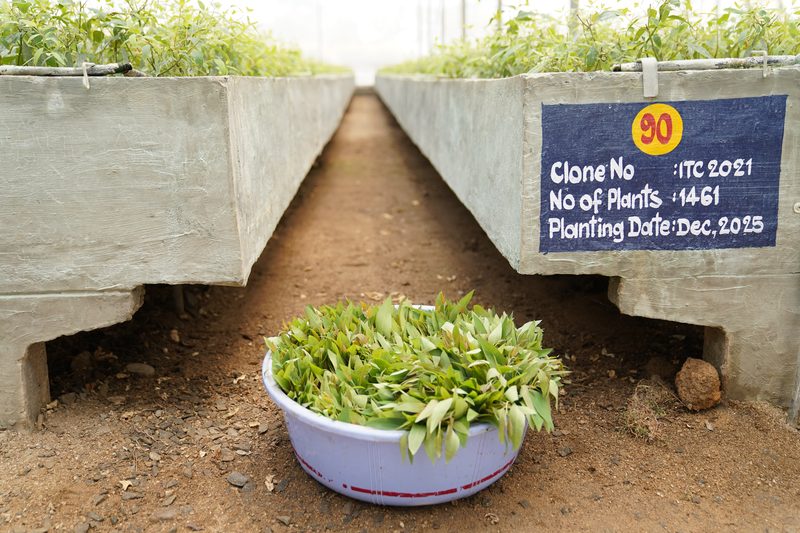 A plastic basin heaped with leafy cuttings sits on a dirt path between two raised concrete beds of young plants.