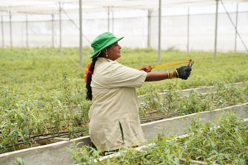 A woman in a green hat and striped shirt, seen from the side, draws back a catapult with yellow bands among rows of young plants.