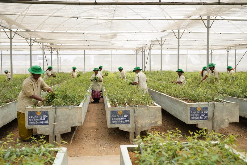 Wide view under a white mesh roof of about a dozen people in green hats tending long raised concrete beds filled with young plants.