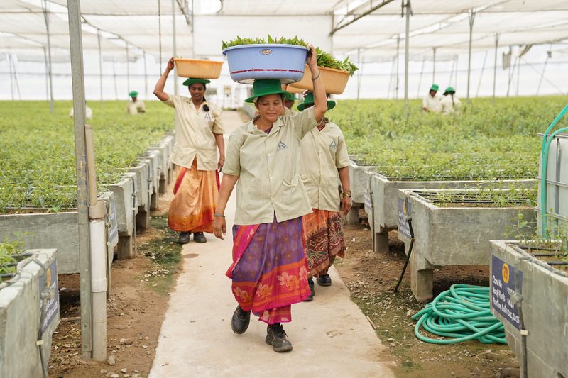 A woman in a striped shirt and patterned skirt walks along a paved path balancing a basin of leafy cuttings on her head, others following behind.