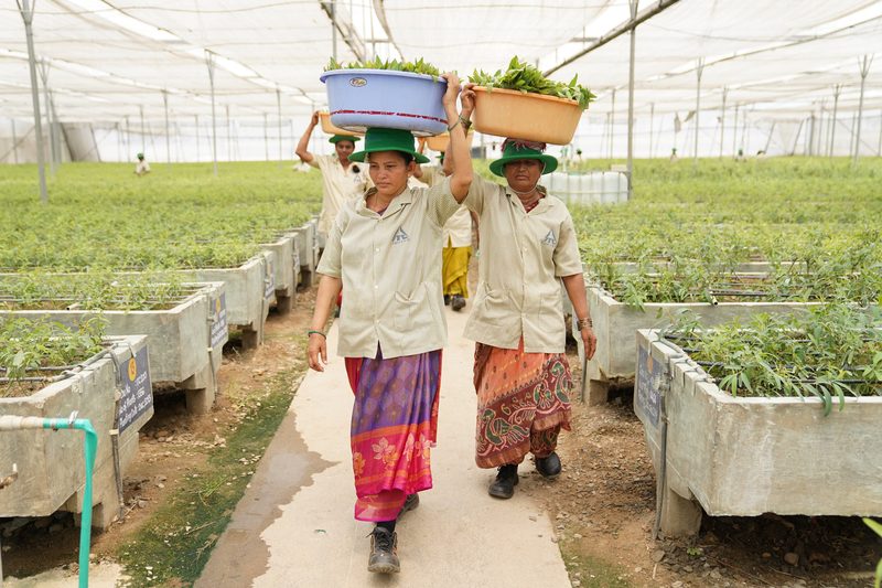 Two women in green hats carry tubs of green cuttings on their heads along a path between raised seedling beds under a white mesh roof.