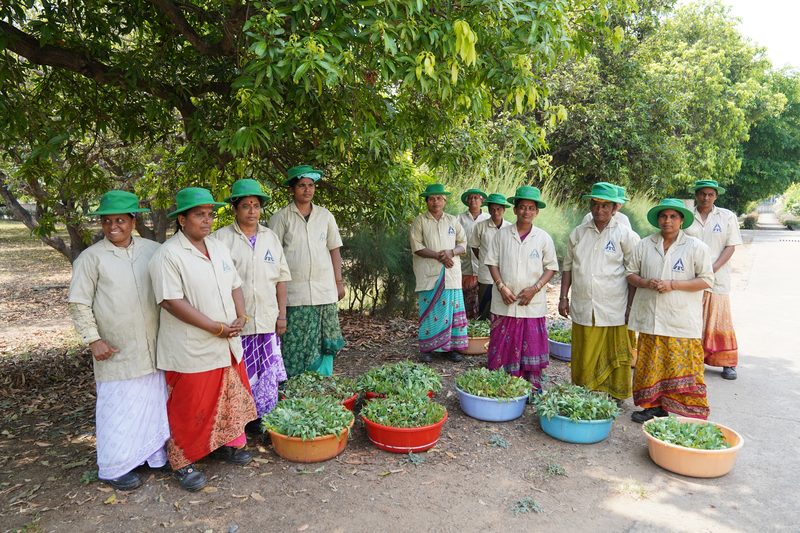 About a dozen people in green hats and pale shirts stand under trees beside a row of colourful tubs filled with green cuttings.