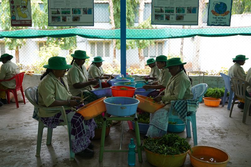 Women in green hats sit on plastic chairs in a shaded open-sided space, trimming green cuttings into colourful tubs with scissors.
