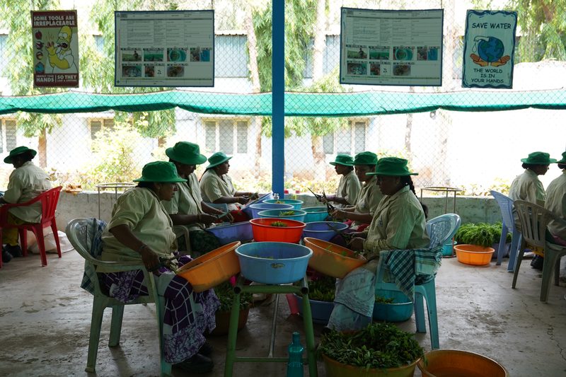 Several women in green hats sit around low tables of colourful tubs under a green shade net, cutting green stems with scissors.
