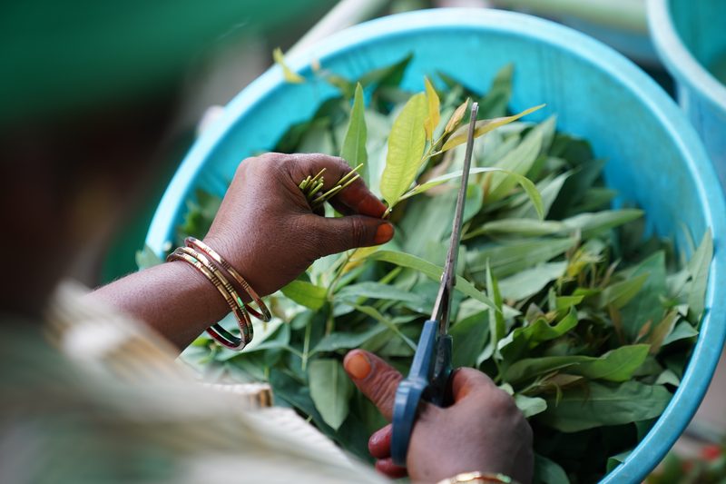 A hand wearing gold and green bangles holds a leafy stem as scissors cut it, above a bright turquoise tub heaped with green leaves.