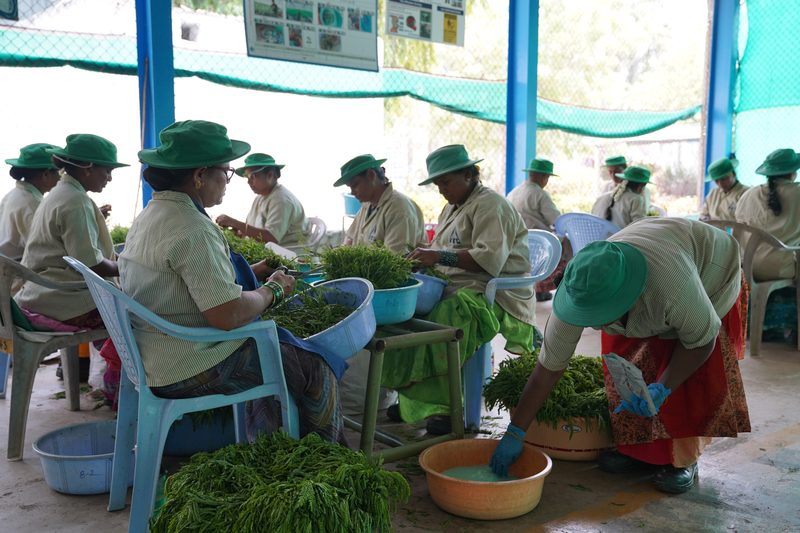 A group of women in green hats sit on plastic chairs under a mesh-roofed shelter, sorting green cuttings into tubs and basins.