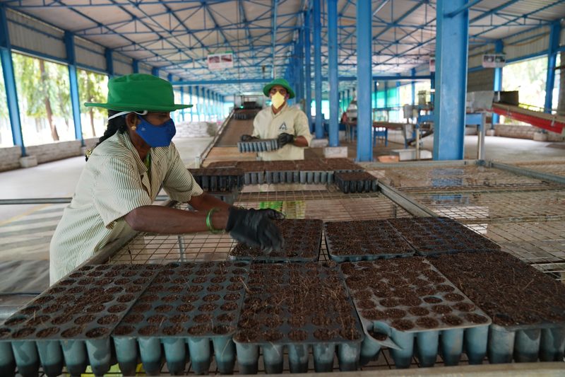 A woman in a green hat and blue face mask reaches over rows of trays filled with dark soil on wire benches under a long blue-pillared roof.
