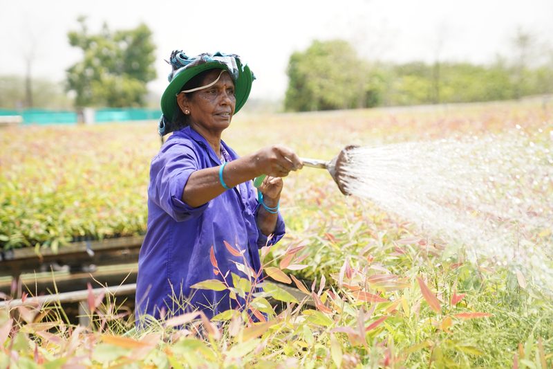 A woman in a purple shirt and green hat sprays water from a hand-held nozzle over rows of young plants with pink-tinged leaves in bright sunlight.