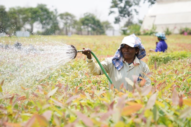 A woman in a white cap and checked headscarf sprays water from a hose over young red-tinged plants, with another person behind her.