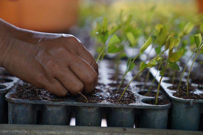 A hand presses soil around a young seedling in a tray of grey plastic cells, with rows of green shoots in soft focus behind.