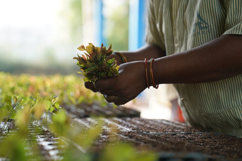 Two hands wearing thin bangles hold a bunch of small leafy plants above trays of dark soil, with a striped sleeve behind.