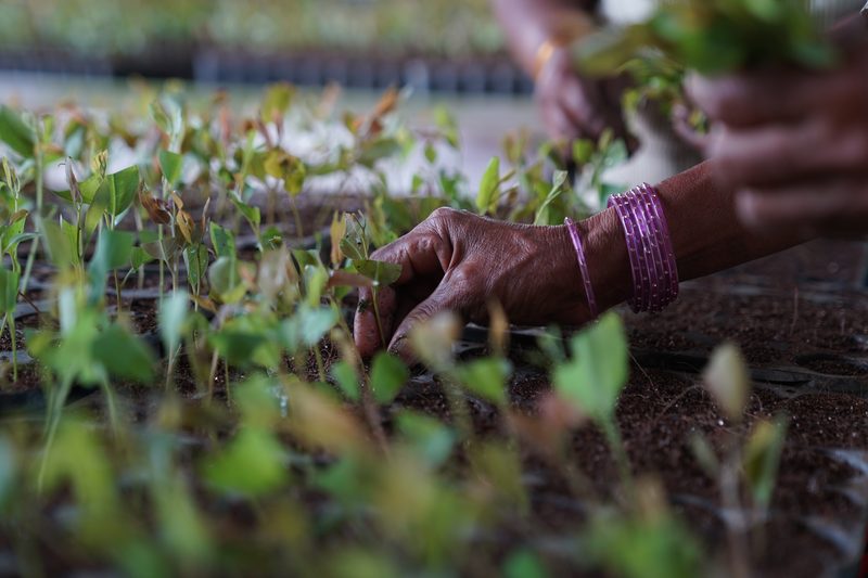 A hand with purple bangles reaches in among rows of small green and red-tinged seedlings growing in trays of dark soil.