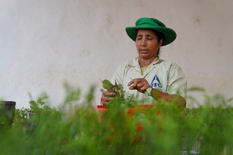 A woman in a green hat holds up a small leafy cutting, framed by blurred green leaves against a pale wall.
