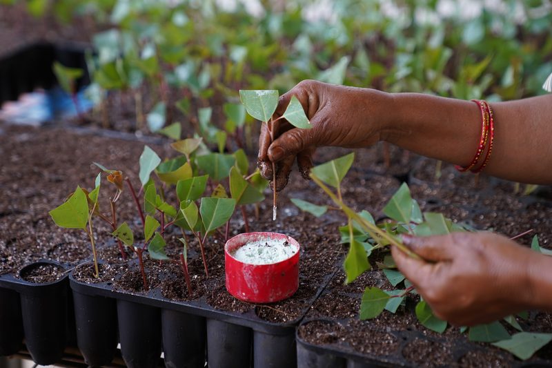 Hands with red bangles hold a leafy cutting, stem down, over a small red cup of white powder set among trays of cuttings.