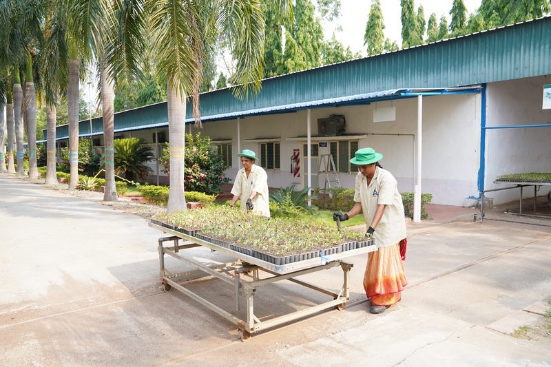 Two women in green hats wheel a metal trolley of seedling trays along a concrete path beside a long low building and palm trees.