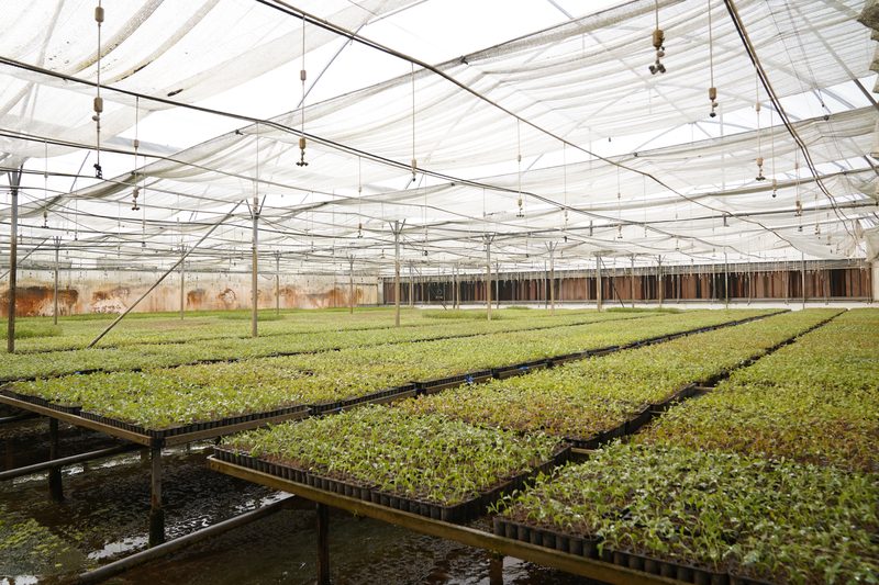 Long raised benches of green seedlings in trays stretch beneath a white mesh roof inside a greenhouse-like structure.