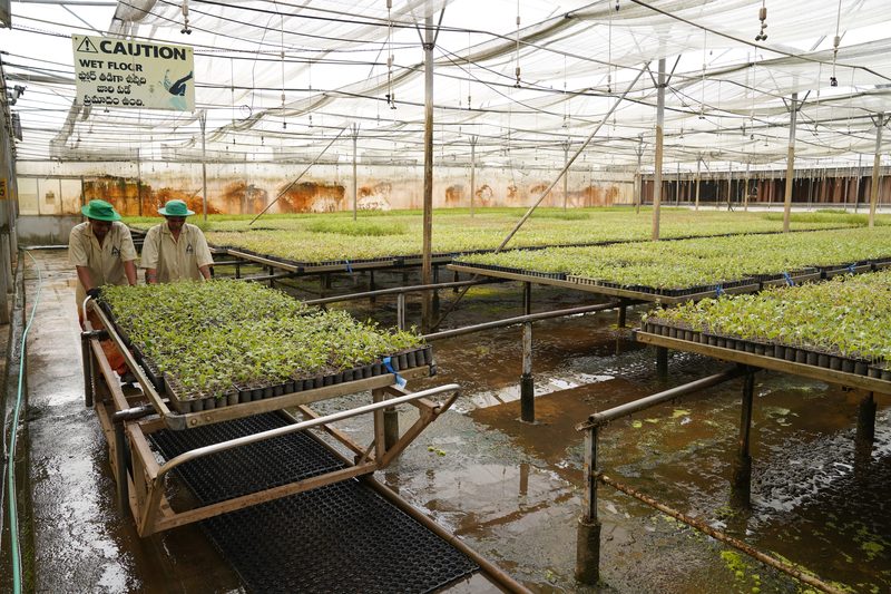 Two people in green hats push a wheeled trolley of seedling trays along a wet floor under a mesh-roofed structure.
