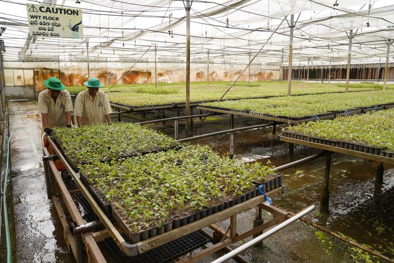 Two people in green hats guide a trolley loaded with seedling trays past raised benches of young plants on a wet floor.