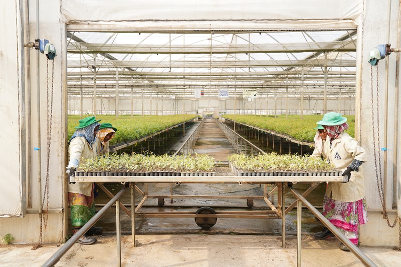 Three people, two in green hats, stand at either end of a trolley of seedlings, framed by a doorway with long rows of plants beyond.