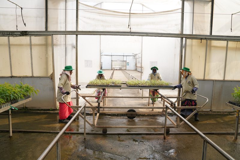 Four people in green hats and pale shirts wheel a trolley of seedling trays across a wet floor in front of a bright doorway.
