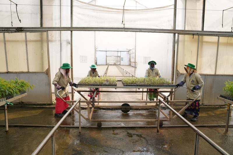 Four people in green hats pause with a wheeled trolley of seedling trays on a wet floor beneath a translucent roof.