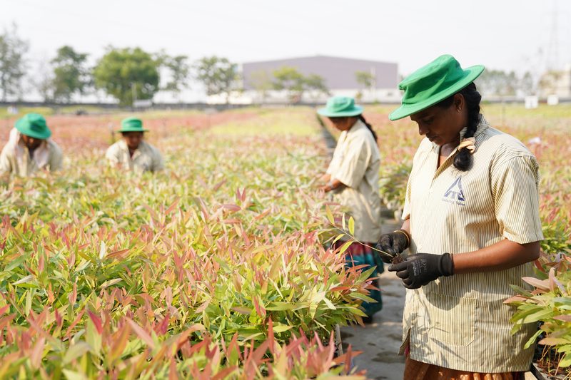 A woman in a green wide-brimmed hat and black gloves inspects a young plant among rows of pink-tinged seedlings outdoors.