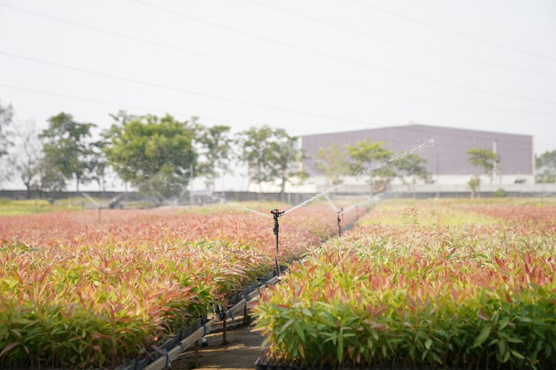 Rows of young seedlings with pink-tinged leaves stretch across a field while sprinklers send arcs of water over them, with trees and a building beyond.
