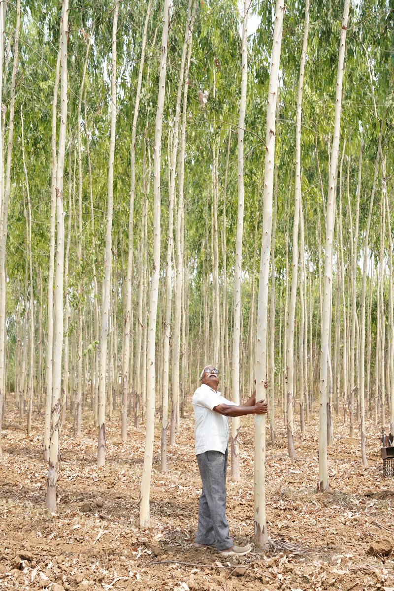 A man in a white shirt and glasses hugs the slender pale trunk of a tall tree and gazes upward among rows of similar trees on dry leaf-strewn ground.
